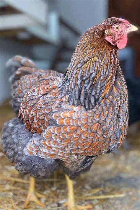 blue laced gold wyandotte|blue gold wyandotte facts.